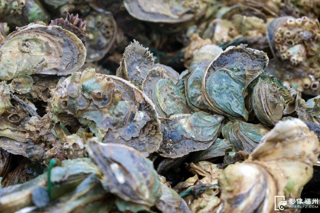 蚝鲜柿甜！连江乡村“丰”光正好！