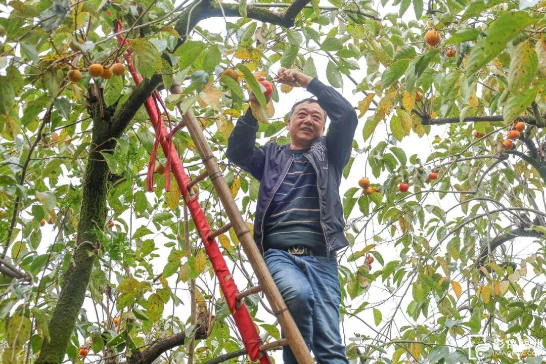 蚝鲜柿甜！连江乡村“丰”光正好！