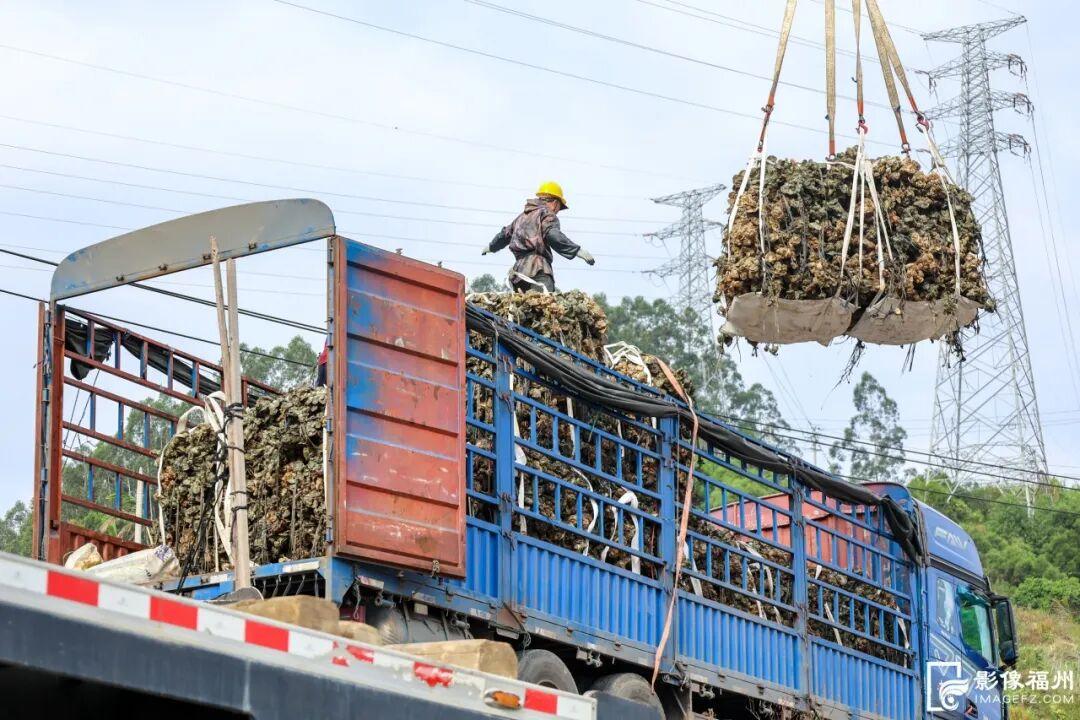 蚝鲜柿甜！连江乡村“丰”光正好！