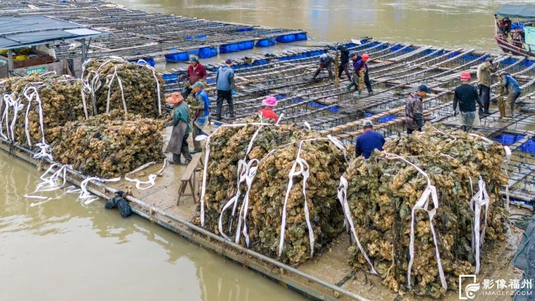 蚝鲜柿甜！连江乡村“丰”光正好！
