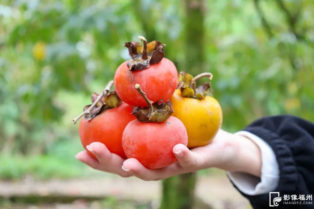 蚝鲜柿甜！连江乡村“丰”光正好！