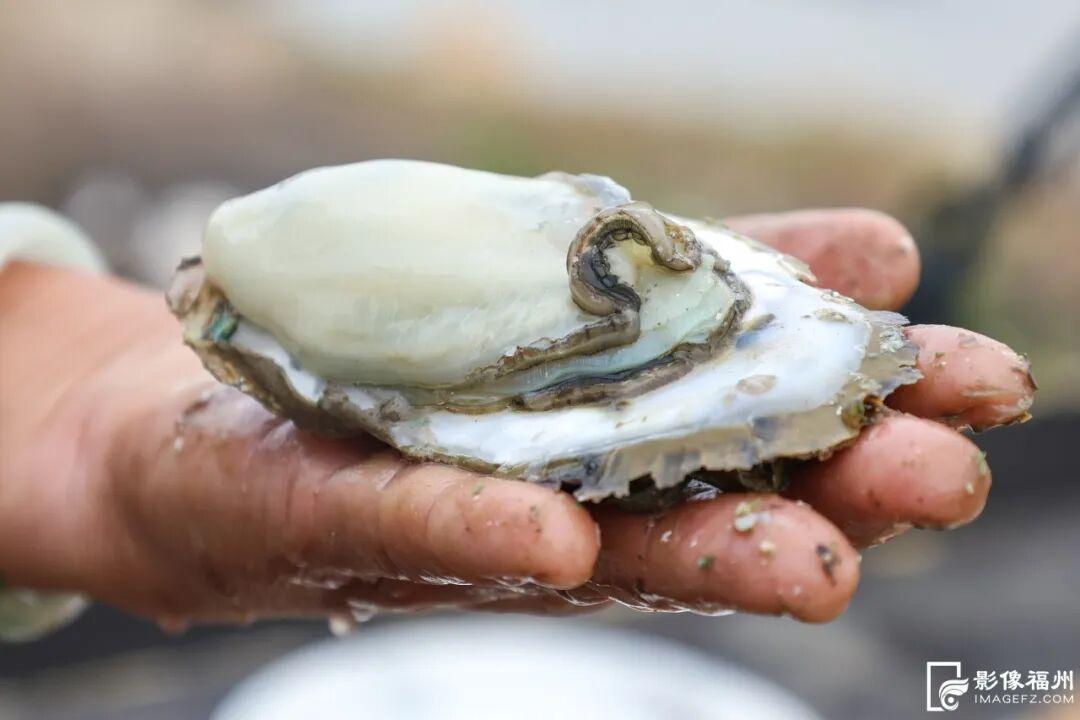 蚝鲜柿甜！连江乡村“丰”光正好！