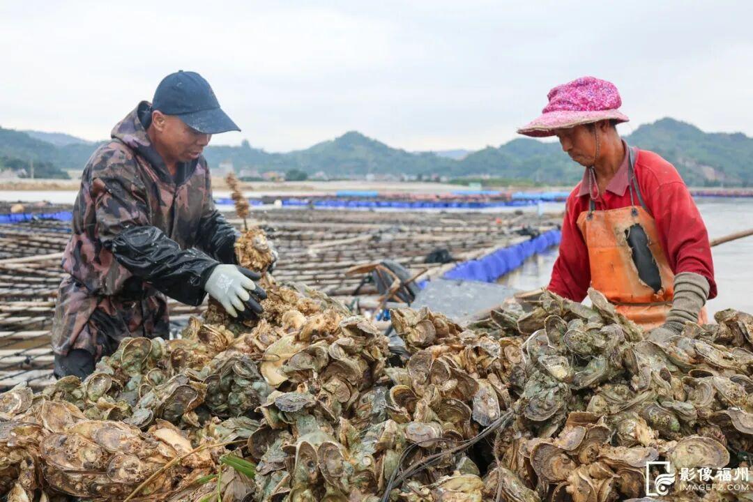 蚝鲜柿甜！连江乡村“丰”光正好！
