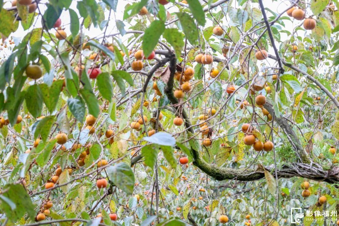 蚝鲜柿甜!连江乡村“丰”光正好! 蚝鲜柿甜!连江乡村“丰”光正好!