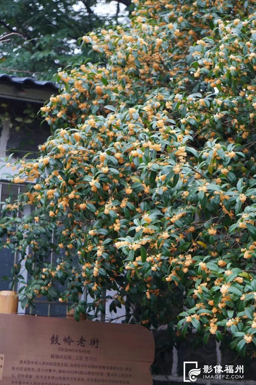 上鼓岭，赏醉美秋色！