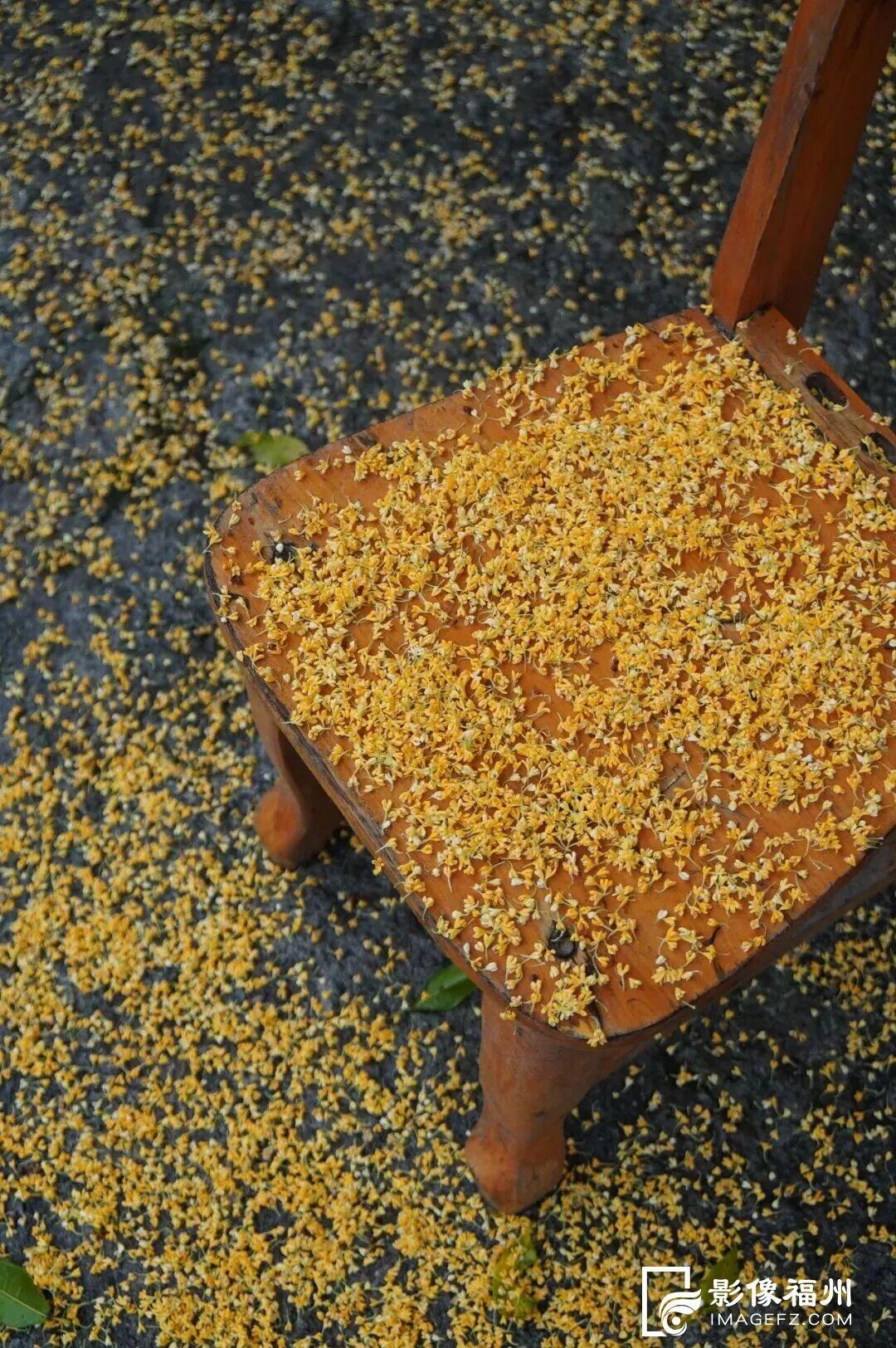 上鼓岭，赏醉美秋色！