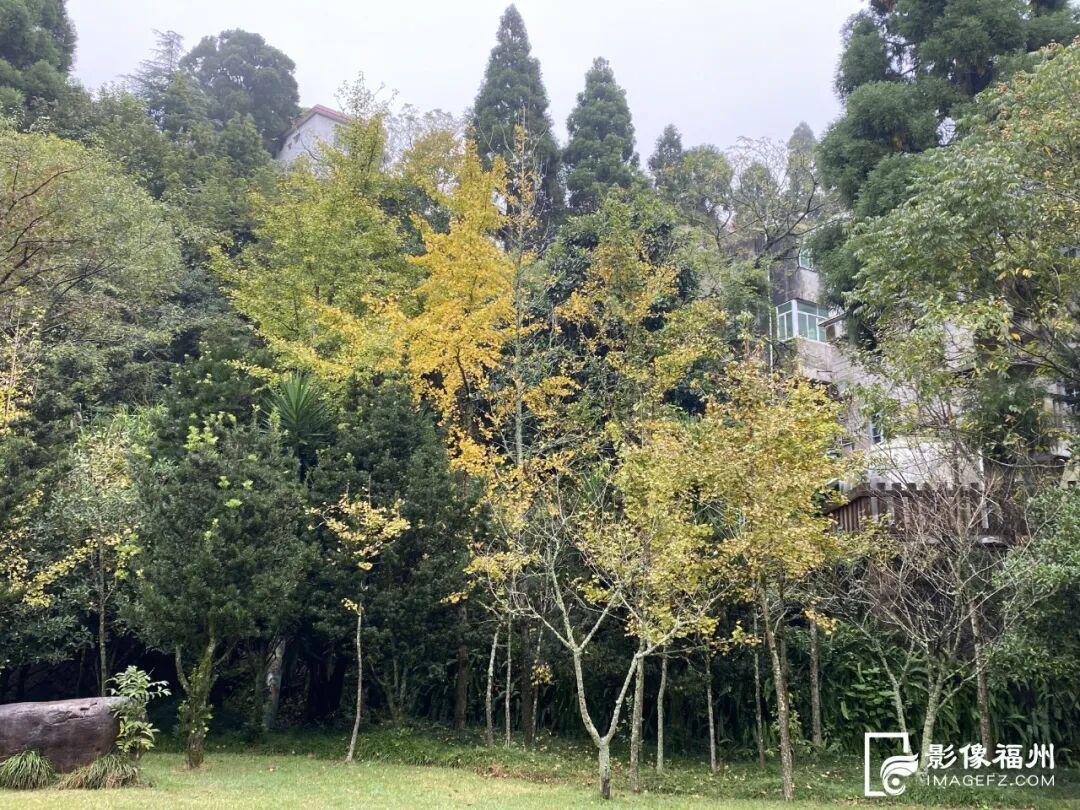 上鼓岭，赏醉美秋色！