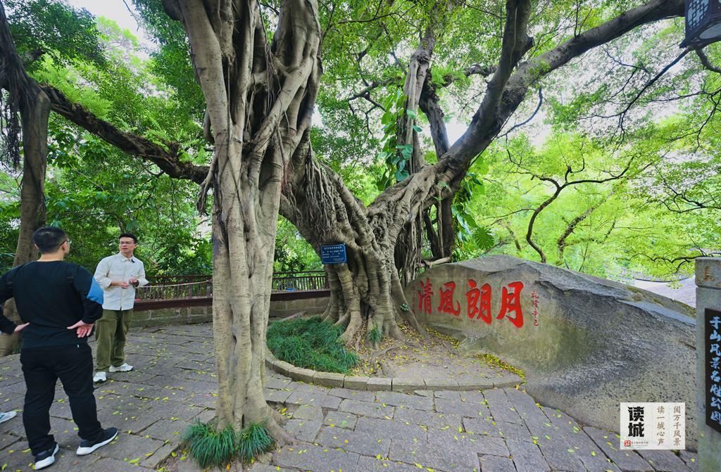 读城 | “榕荫福州”的榕，生命这样延续……