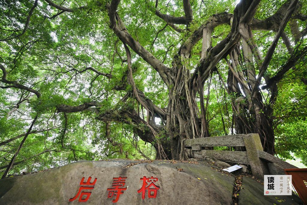 读城 | “榕荫福州”的榕，生命这样延续……