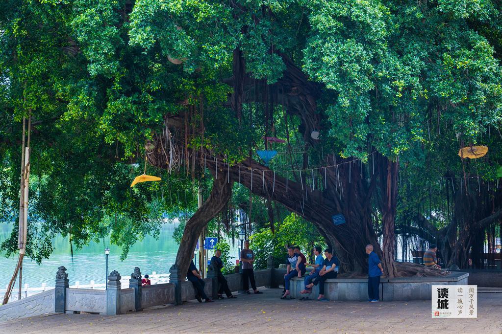 读城 | “榕荫福州”的榕，生命这样延续……