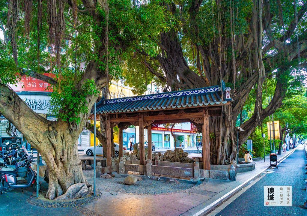 读城 | “榕荫福州”的榕，生命这样延续……