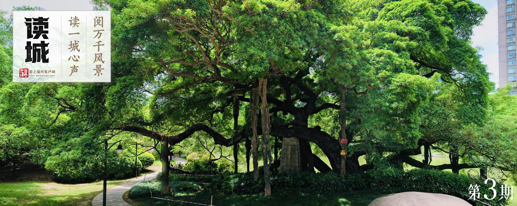 读城 | “榕荫福州”的榕，生命这样延续……