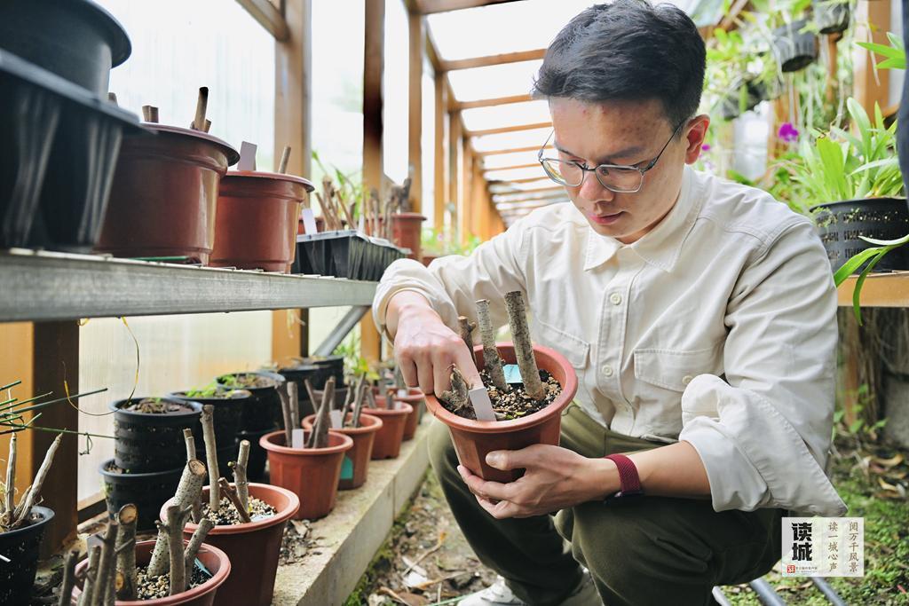 读城 | “榕荫福州”的榕，生命这样延续……