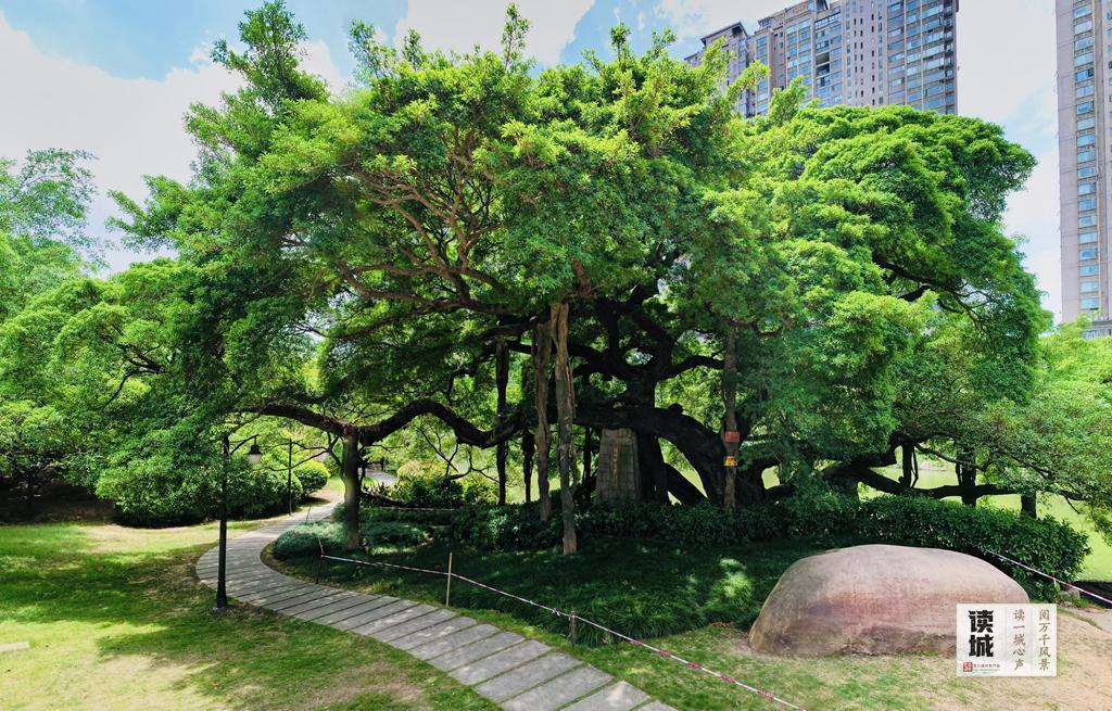 读城 | “榕荫福州”的榕，生命这样延续……