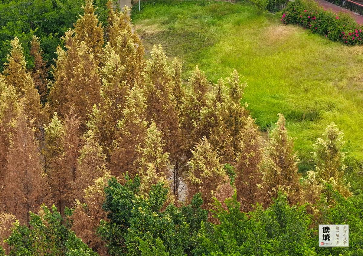 读城 | 福州这份“秋冬限定浪漫”，双11免费派送