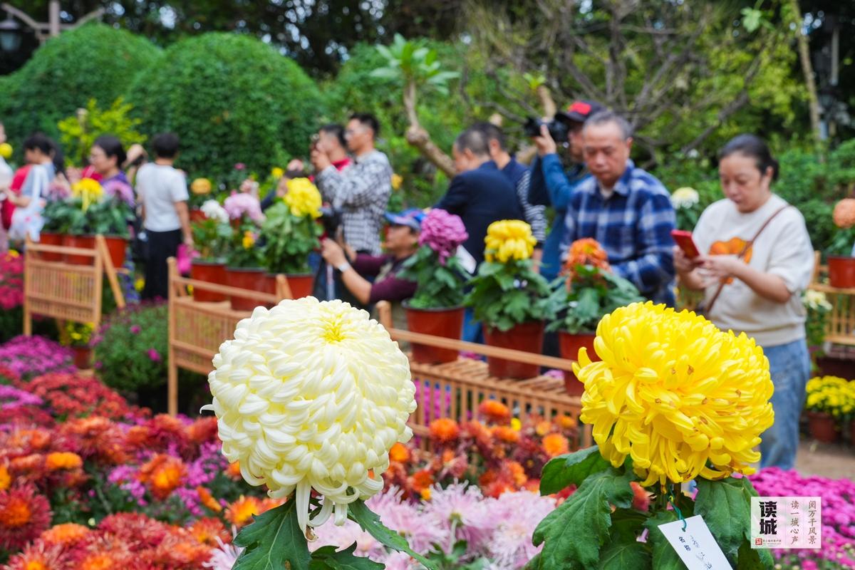 读城 | 福州这份“秋冬限定浪漫”，双11免费派送