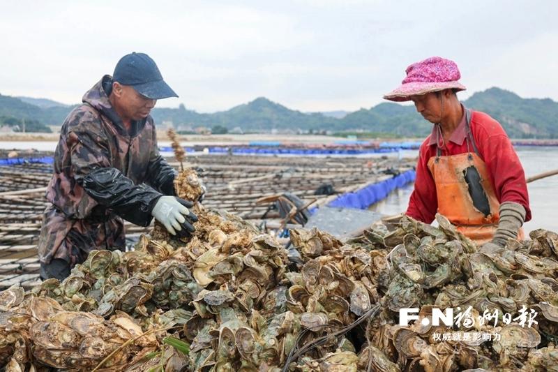 连江上亿粒白蚝鲜美上市