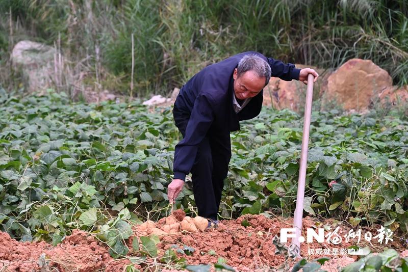 闽侯大坂村“白地瓜经济”赋能乡村振兴