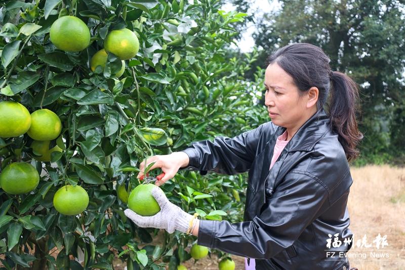 连江:青皮葡萄柚丰富市民“果盘子” 连江:青皮葡萄柚丰富市民“果盘子”