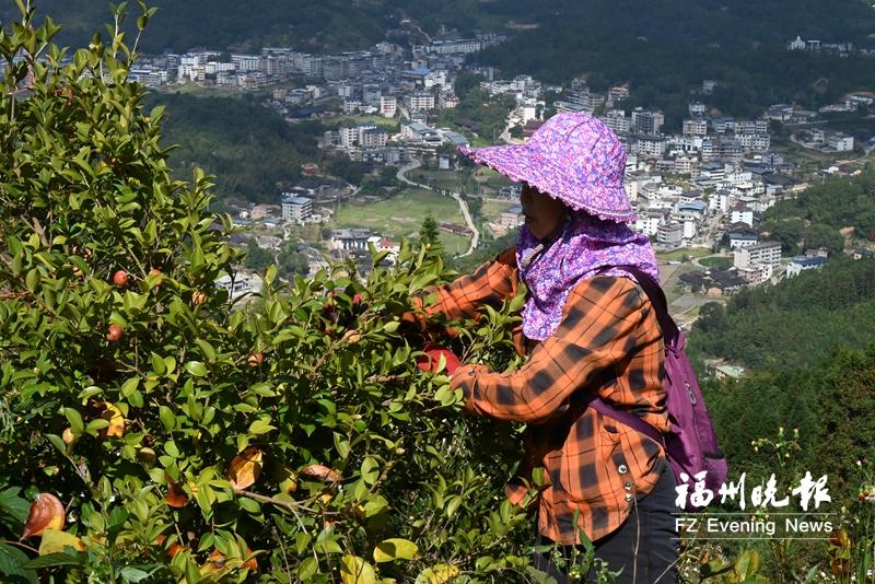 昔日荒山变身“油库” 闽侯700亩油茶林丰收