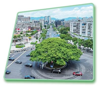 人民日报关注福州：千年榕树延续城市记忆