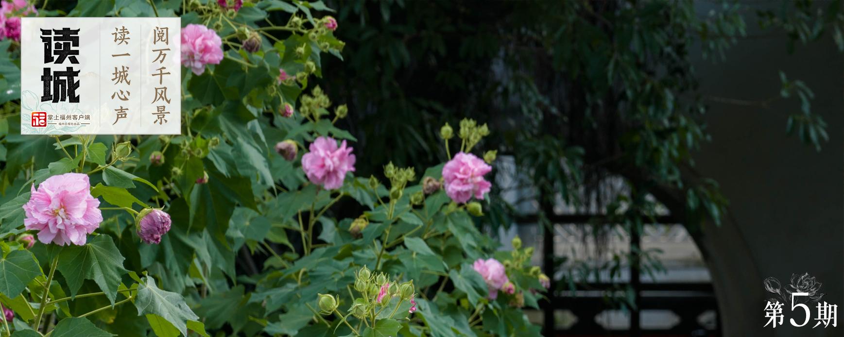 读城 | 这份“拒霜之美” 藏着福州独有的秋冬温柔