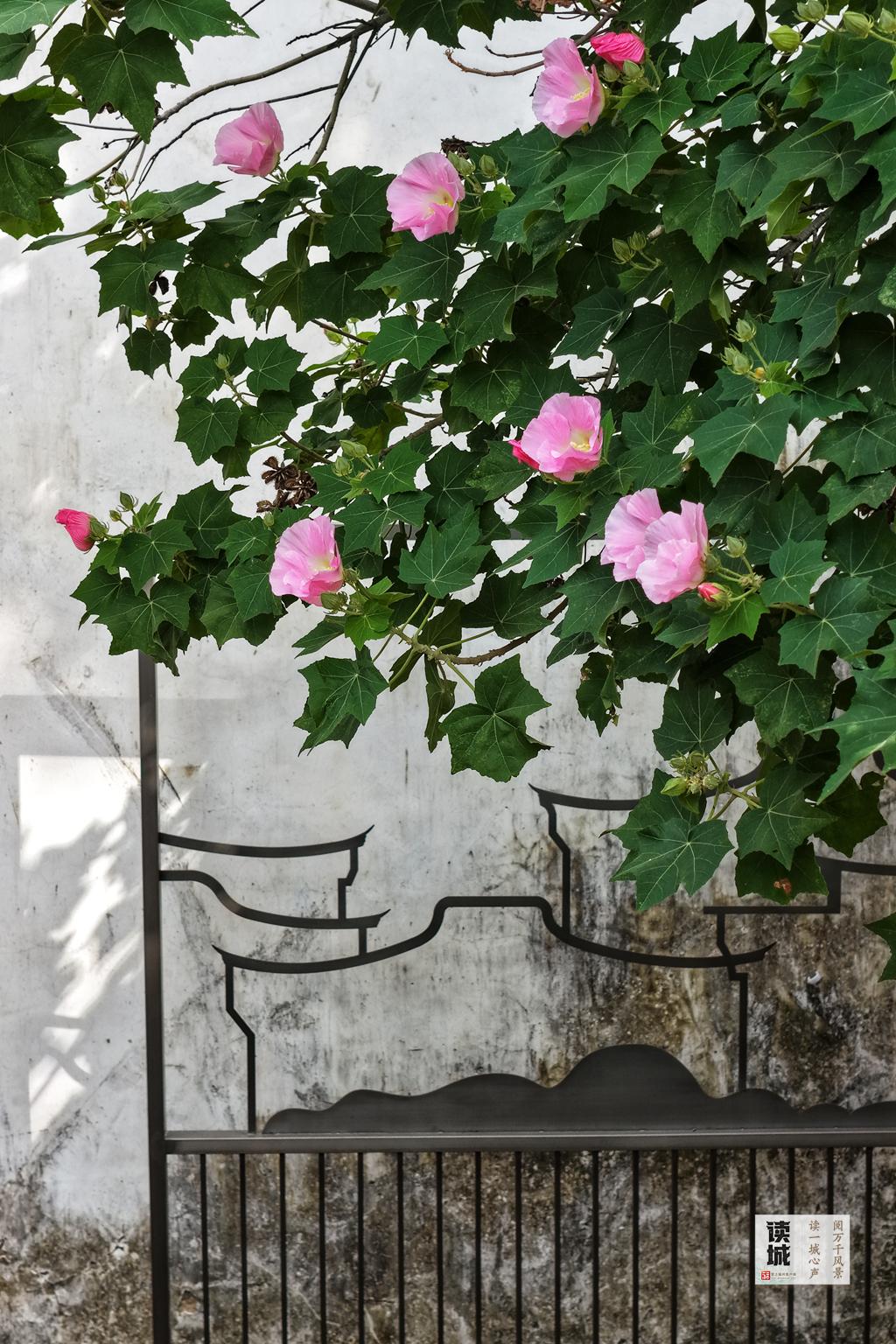 读城 | 这份“拒霜之美” 藏着福州独有的秋冬温柔