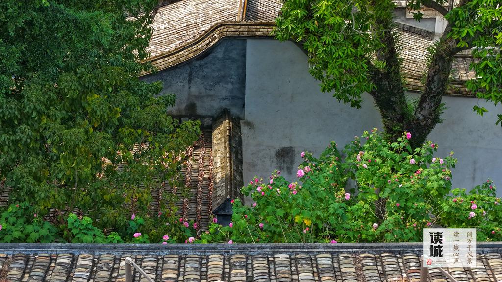 读城 | 这份“拒霜之美” 藏着福州独有的秋冬温柔