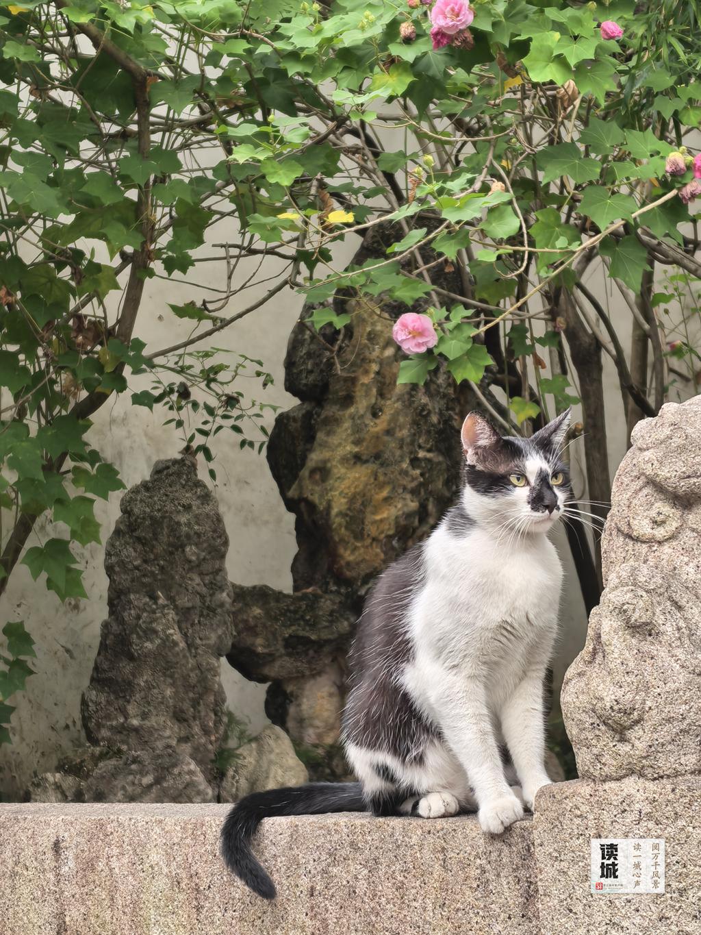 读城 | 这份“拒霜之美” 藏着福州独有的秋冬温柔