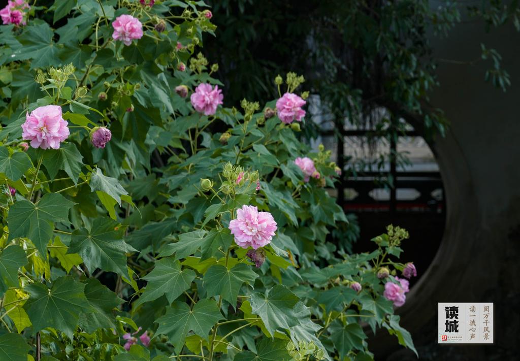 读城 | 这份“拒霜之美” 藏着福州独有的秋冬温柔
