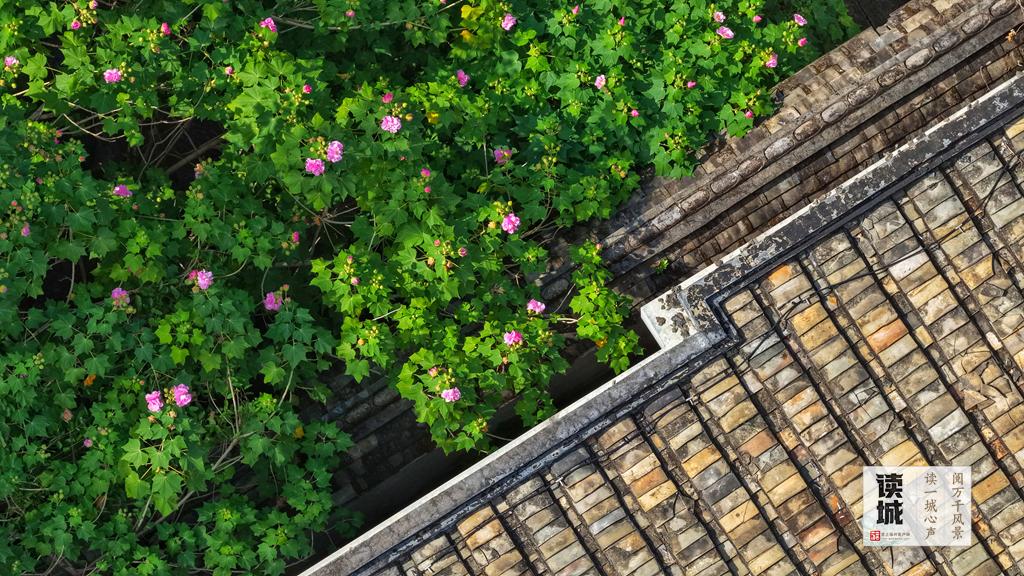 读城 | 这份“拒霜之美” 藏着福州独有的秋冬温柔