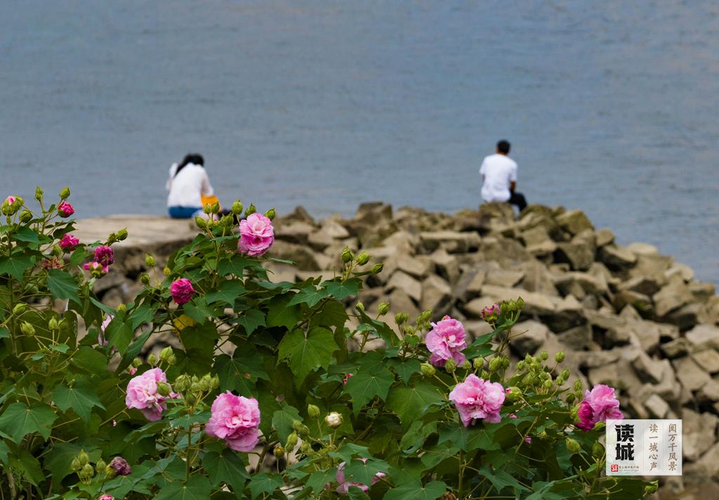 读城 | 这份“拒霜之美” 藏着福州独有的秋冬温柔
