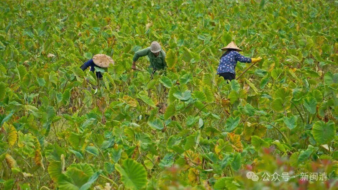 塔庄镇:以“技术创新”蹚出农业高质量发展之路 塔庄镇:以“技术创新”蹚出农业高质量发展之路