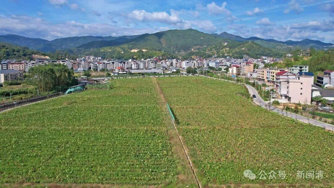 塔庄镇:以“技术创新”蹚出农业高质量发展之路 塔庄镇:以“技术创新”蹚出农业高质量发展之路