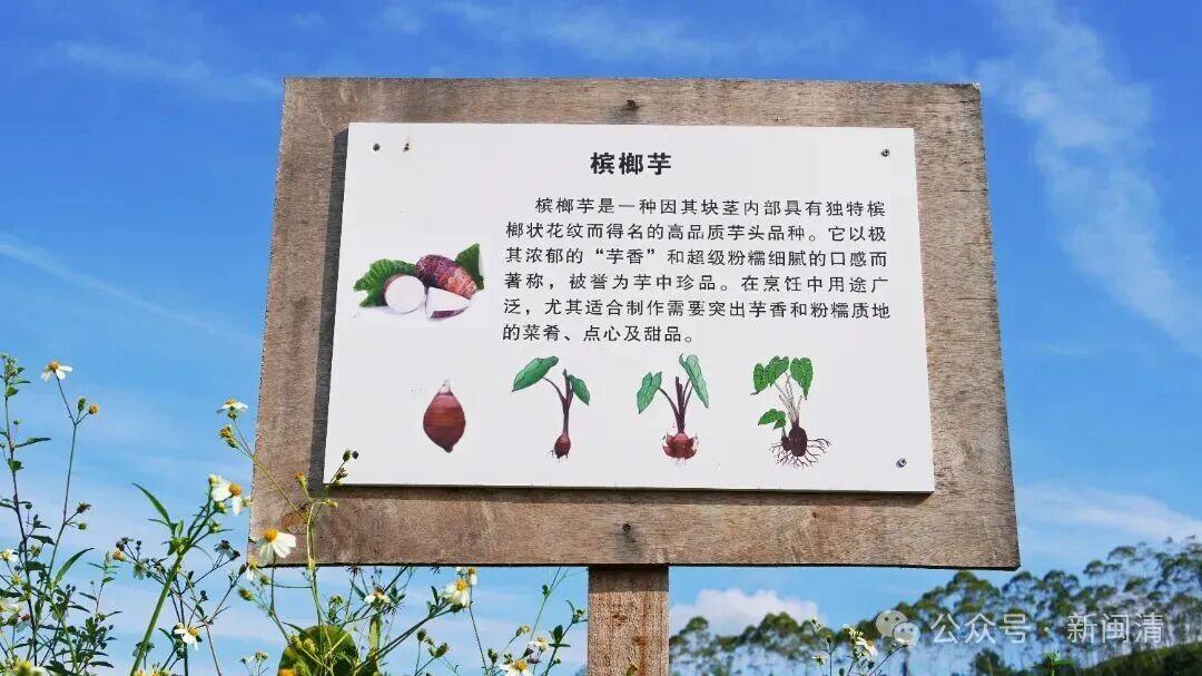 塔庄镇:以“技术创新”蹚出农业高质量发展之路 塔庄镇:以“技术创新”蹚出农业高质量发展之路