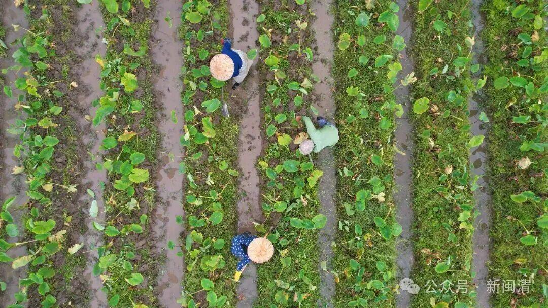 塔庄镇:以“技术创新”蹚出农业高质量发展之路 塔庄镇:以“技术创新”蹚出农业高质量发展之路