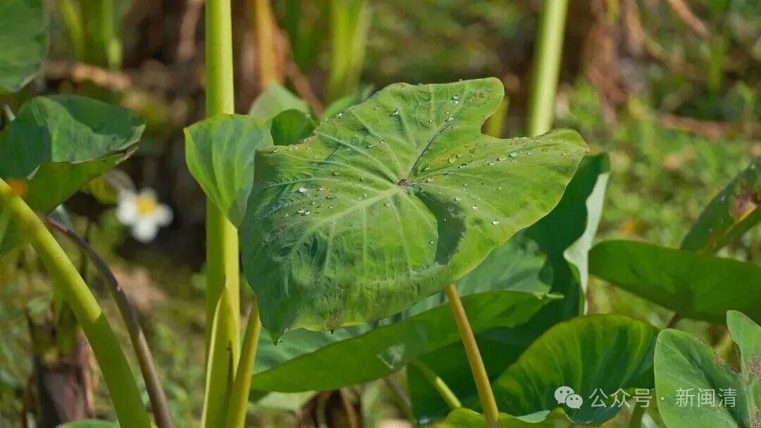 塔庄镇:以“技术创新”蹚出农业高质量发展之路 塔庄镇:以“技术创新”蹚出农业高质量发展之路