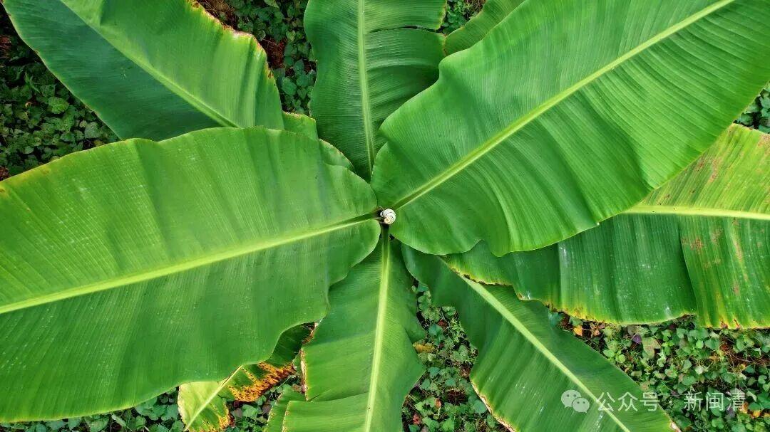 塔庄秀环村：浓香糯甜 “宝藏香蕉”藏身山村助农增收