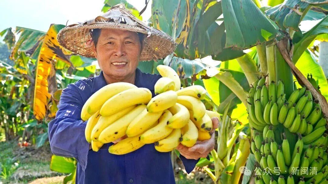 塔庄秀环村：浓香糯甜 “宝藏香蕉”藏身山村助农增收