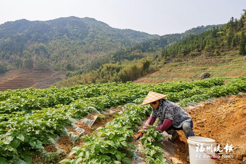 闽侯茶苑村：撂荒地变“聚宝盆”