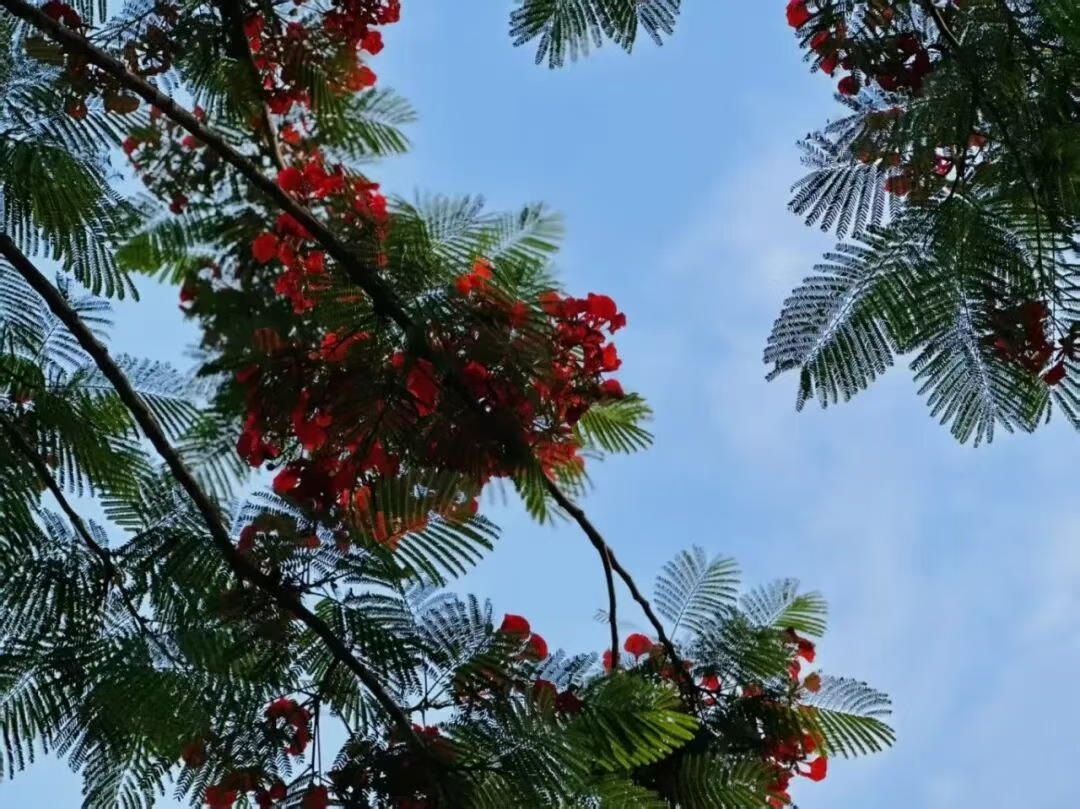 “银杏伞”爆火！更惊艳的福建校园秋景藏在这→