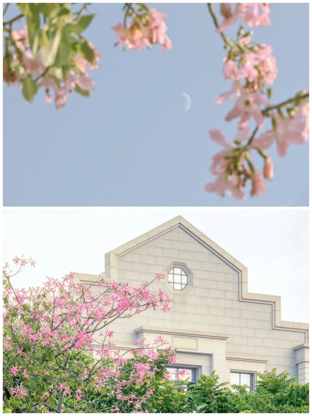 “银杏伞”爆火！更惊艳的福建校园秋景藏在这→