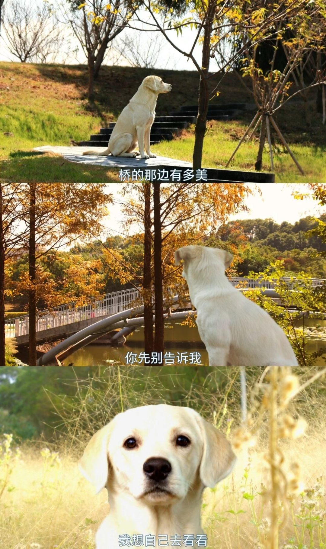 “银杏伞”爆火！更惊艳的福建校园秋景藏在这→