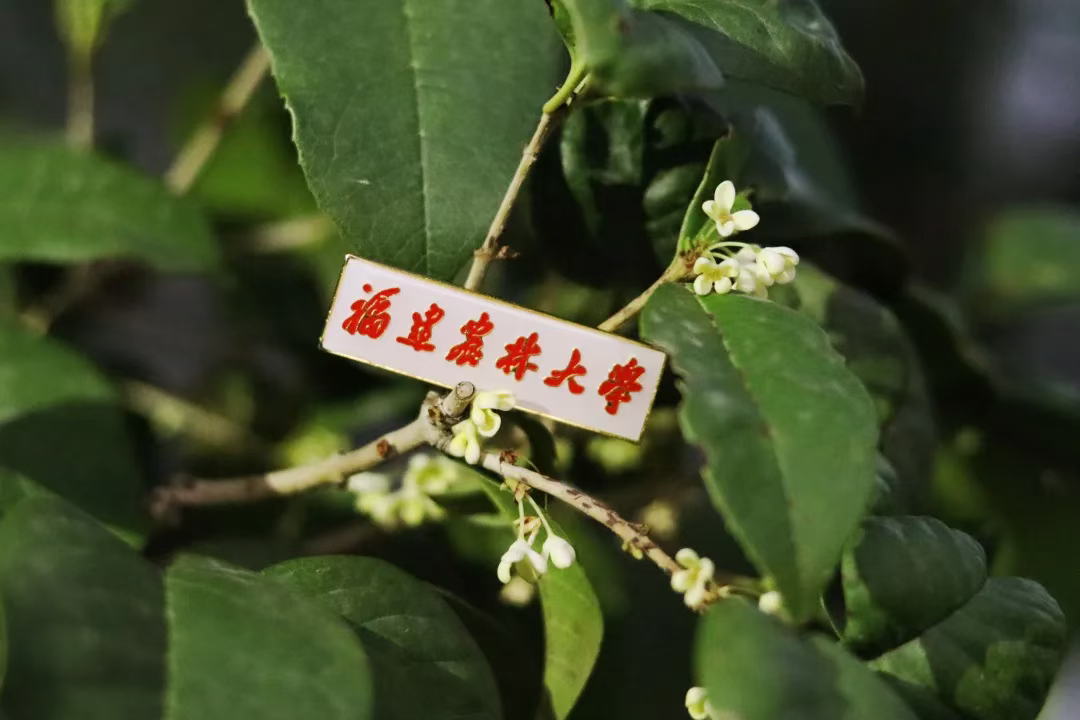 “银杏伞”爆火！更惊艳的福建校园秋景藏在这→