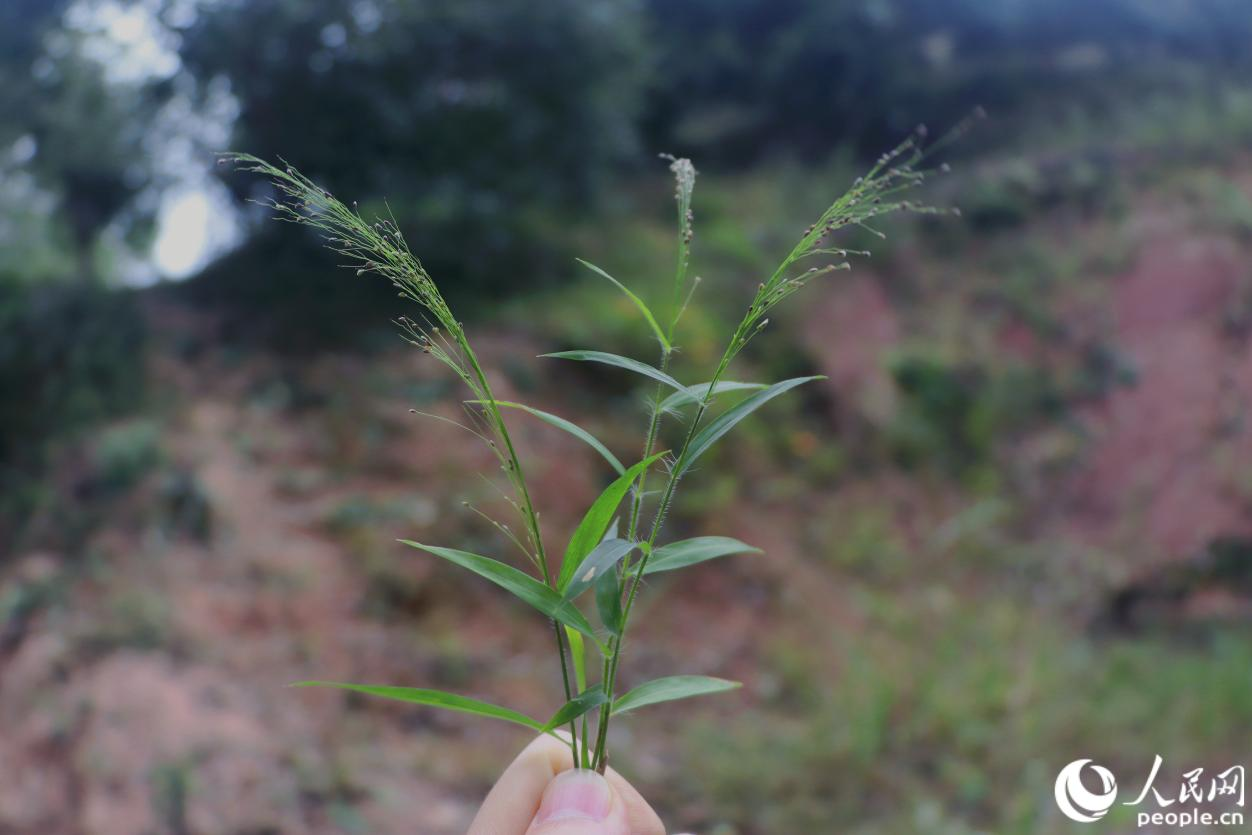 人民网关注永泰：一颗油茶果的“增值密码”