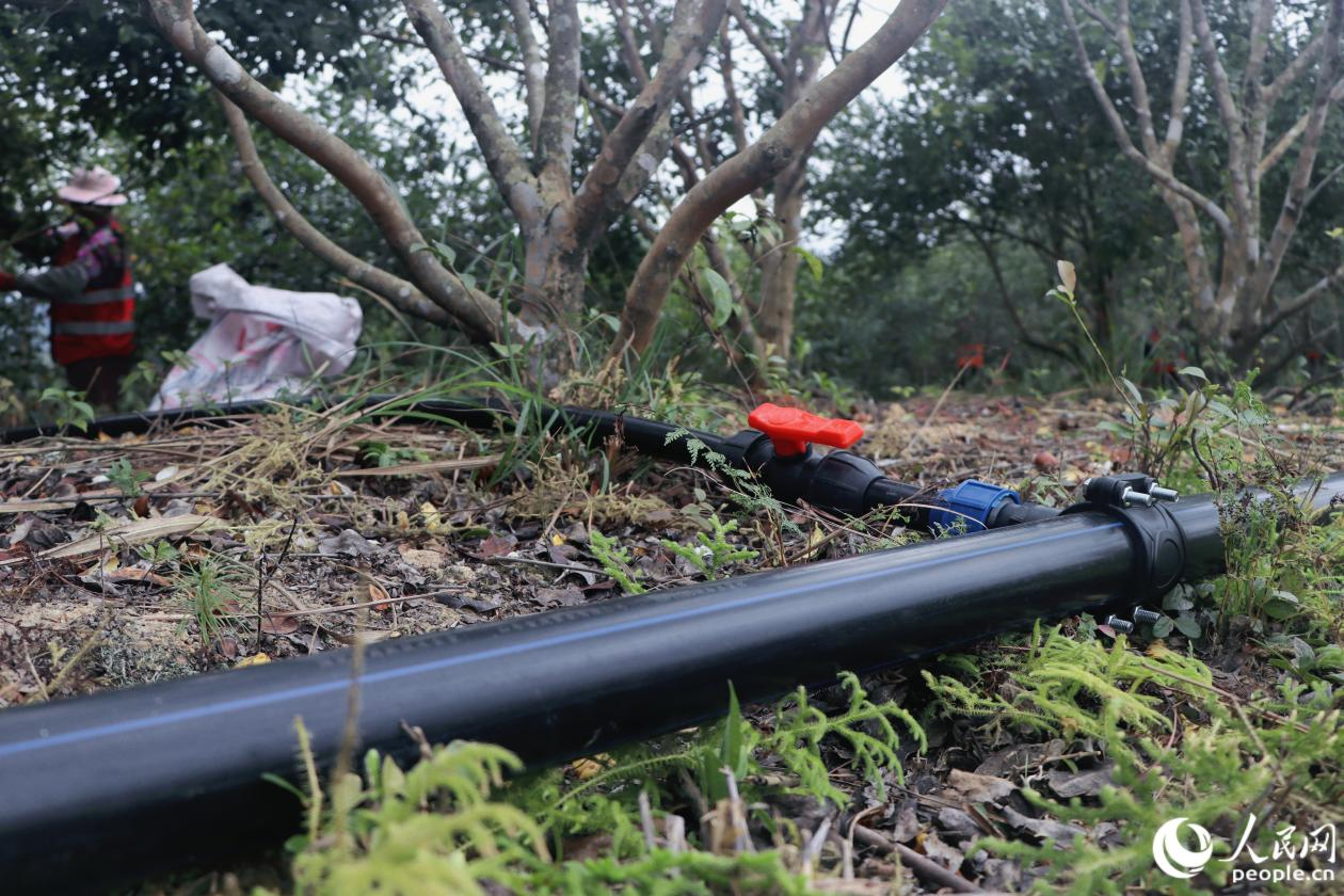 人民网关注永泰：一颗油茶果的“增值密码”