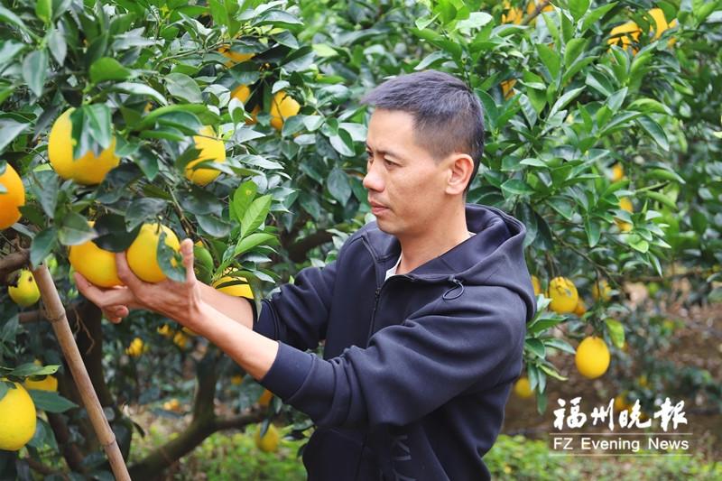 连江蓼沿脐橙迎来最佳采摘期