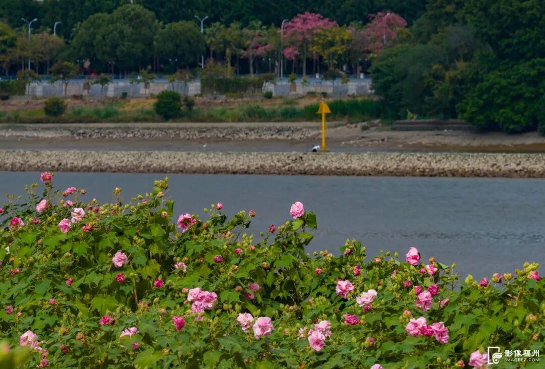 它开了！福州这份冬日浪漫藏不住啦！