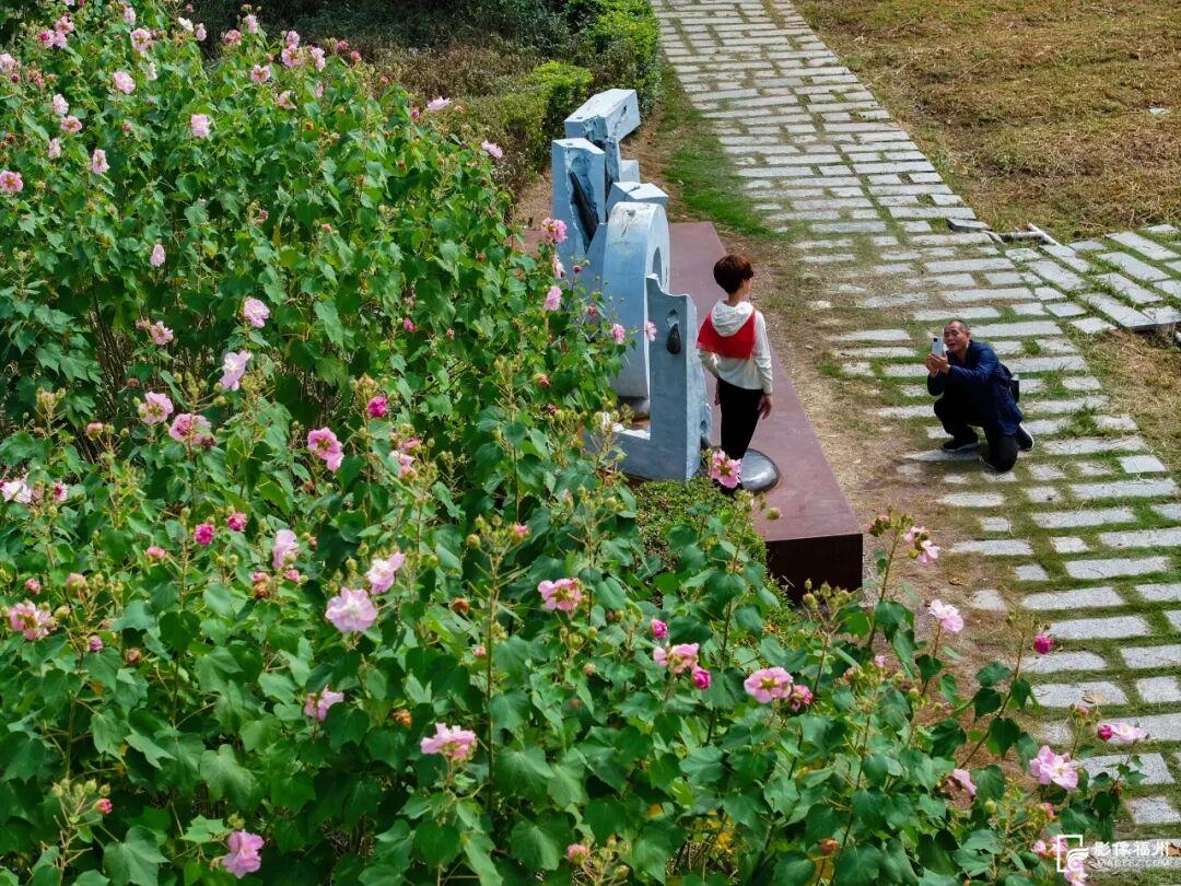 它开了！福州这份冬日浪漫藏不住啦！