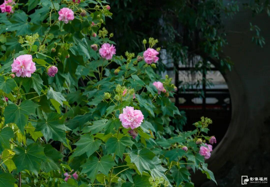 它开了！福州这份冬日浪漫藏不住啦！